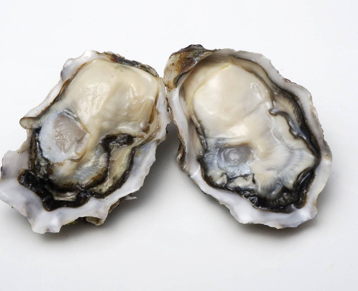 Clevedon Coast Oysters