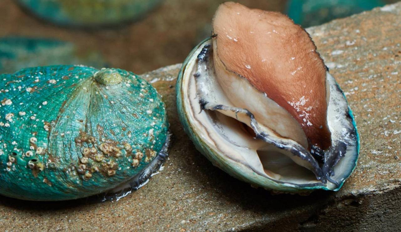 Yumbah Greenlip Abalone Shop Terra Mare Prime
